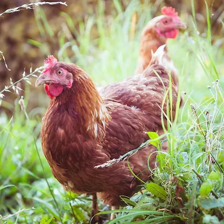 Kronawendthof Zell am See