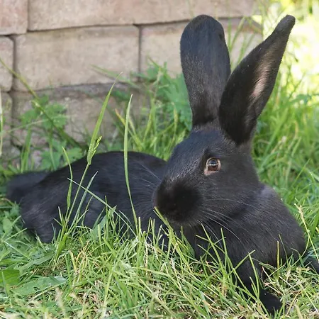 Kronawendthof Gospodarstwo agroturystyczne Zell am See
