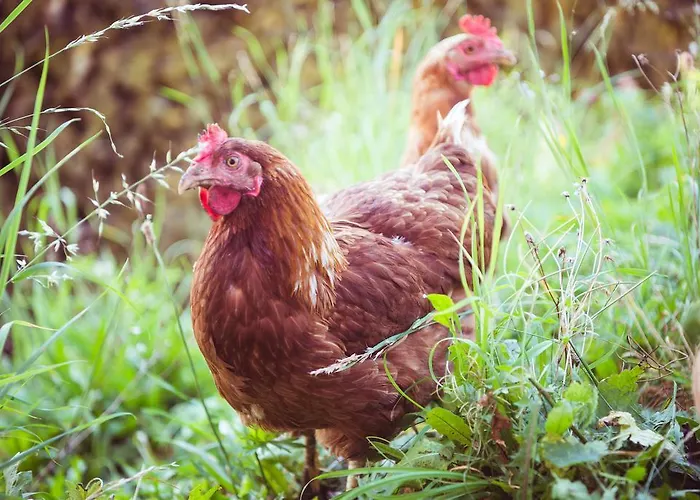 克隆纳文德霍夫公寓 滨湖采尔