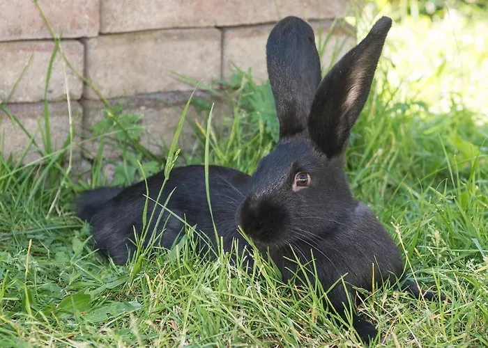 克隆纳文德霍夫公寓 农家乐 滨湖采尔